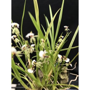 Gomeza/Sigmatostalix radicans 